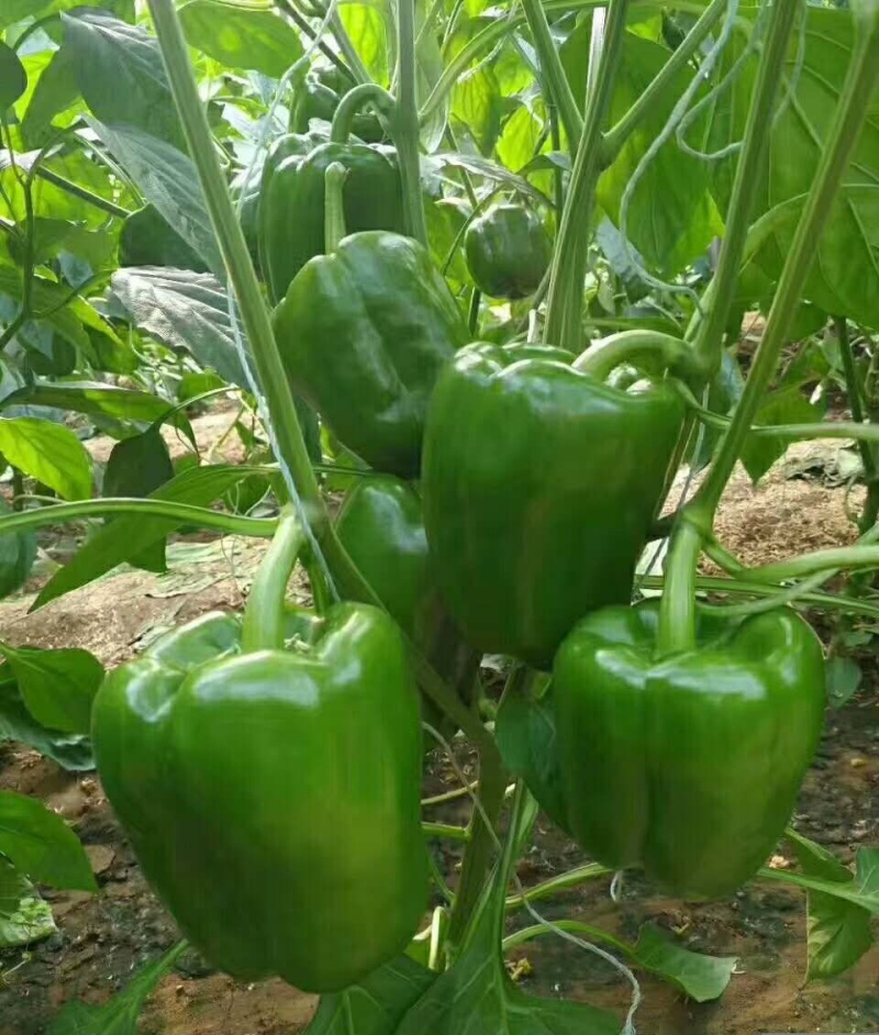 圆椒彩椒苗灯笼椒红黄绿彩椒苗基地种苗直供