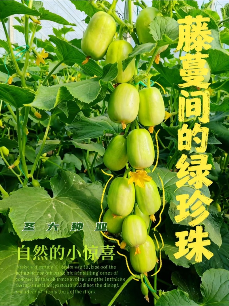 寿光玉女黄瓜嫁接苗根系发达成活率高脆甜爽口商品性好