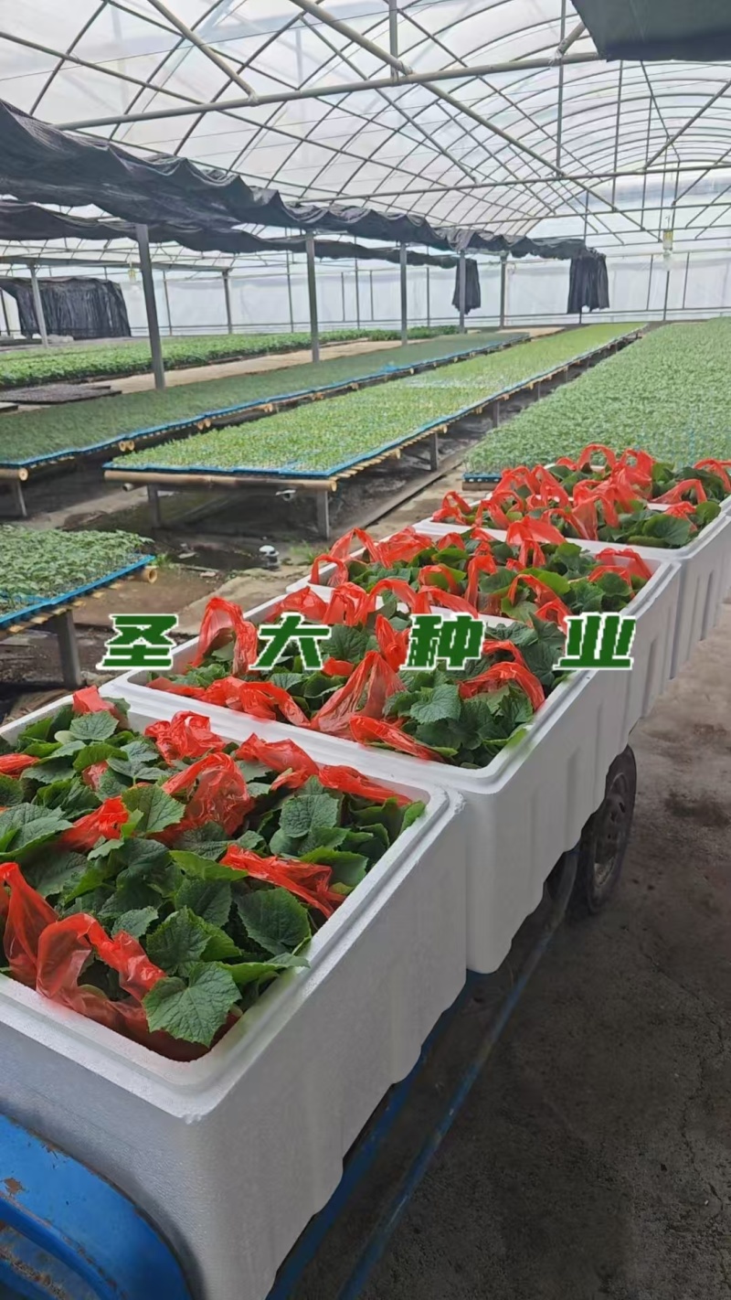 寿光玉女黄瓜嫁接苗根系发达成活率高脆甜爽口商品性好