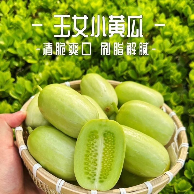 寿光玉女黄瓜嫁接苗根系发达成活率高脆甜爽口商品性好