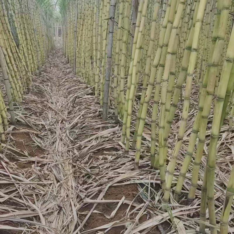 四川攀枝花黄金甘蔗/产区直发/大量有货/欢迎联系
