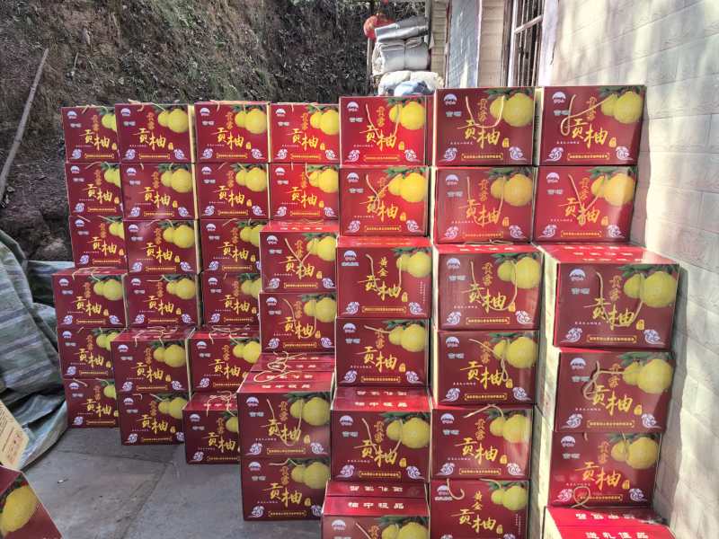 黄金贡柚冷库果，产地直发，品质保证，服务周到，诚信经营