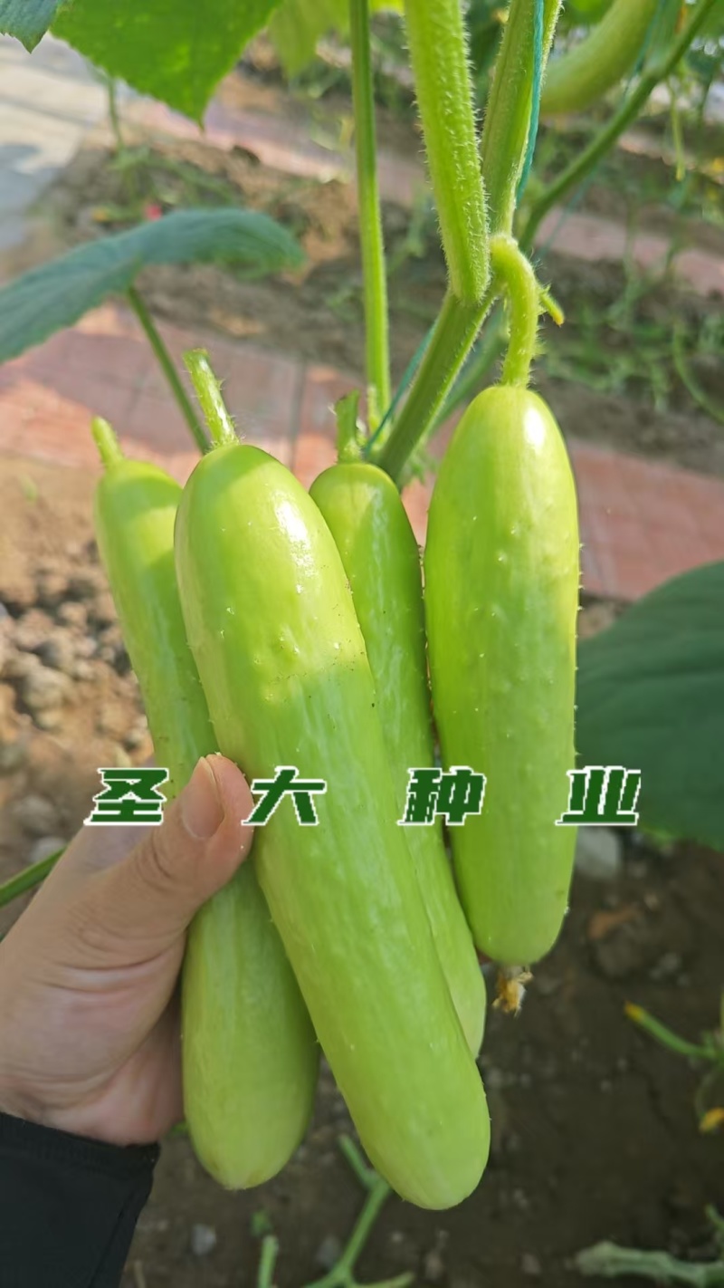 早春越冬嫁接奶油黄瓜苗连作无忧亩产可观农户优选