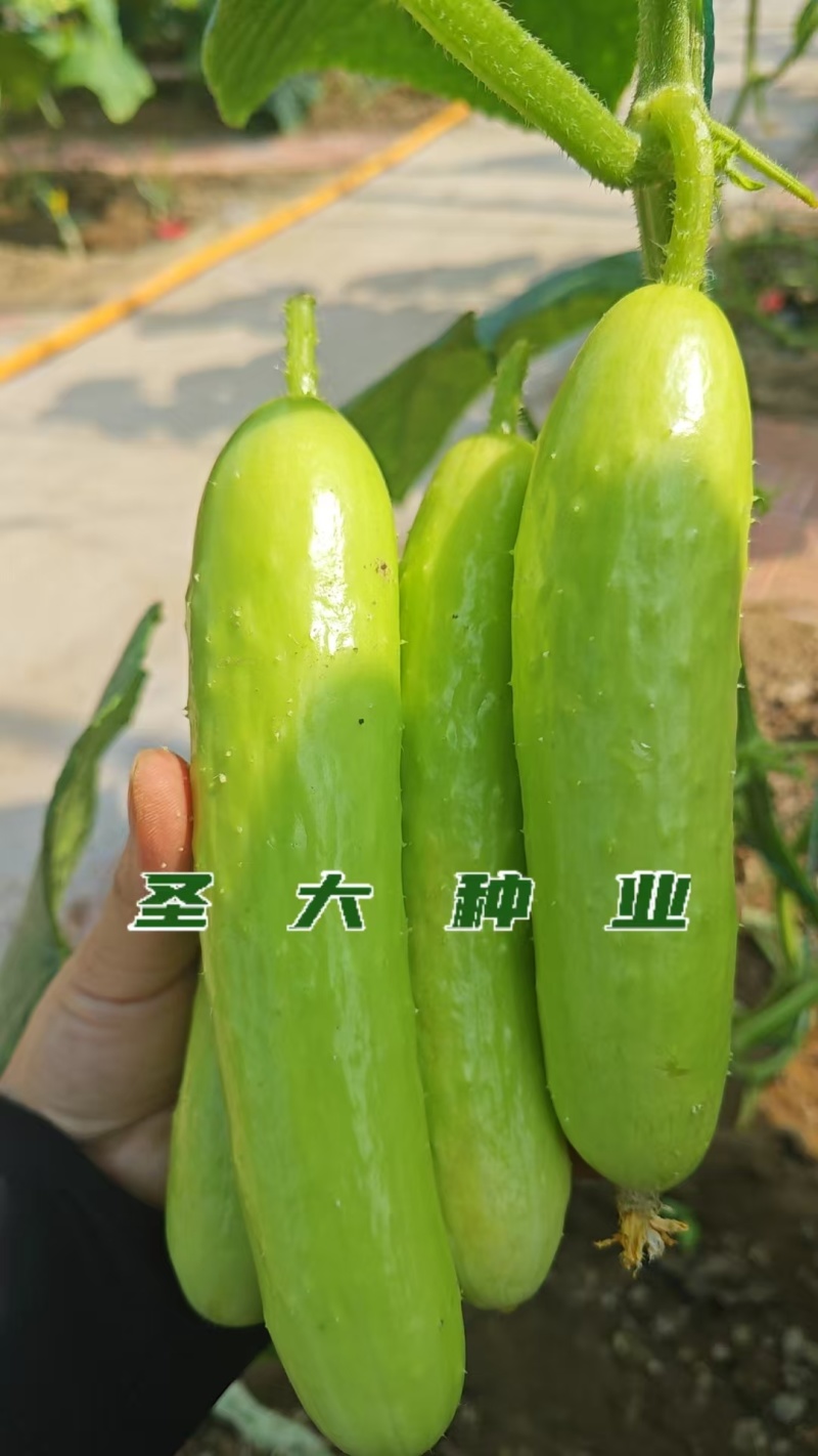 早春越冬嫁接奶油黄瓜苗连作无忧亩产可观农户优选