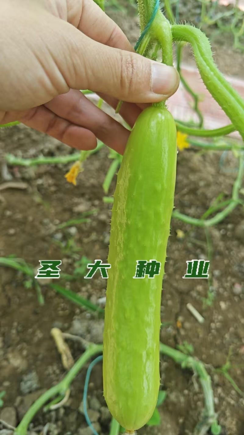 早春越冬嫁接奶油黄瓜苗连作无忧亩产可观农户优选