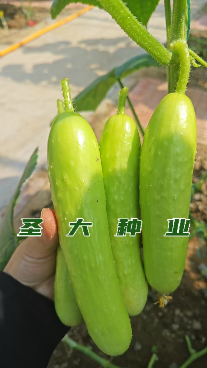 早春越冬嫁接奶油黄瓜苗连作无忧亩产可观农户优选