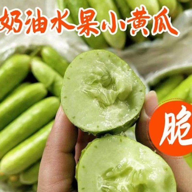 早春越冬嫁接奶油黄瓜苗连作无忧亩产可观农户优选