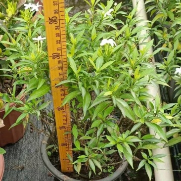 珍珠狗牙花高30左右花境苗木批发