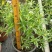 珍珠狗牙花高30左右花境苗木批发