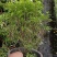 珍珠狗牙花高30左右花境苗木批发