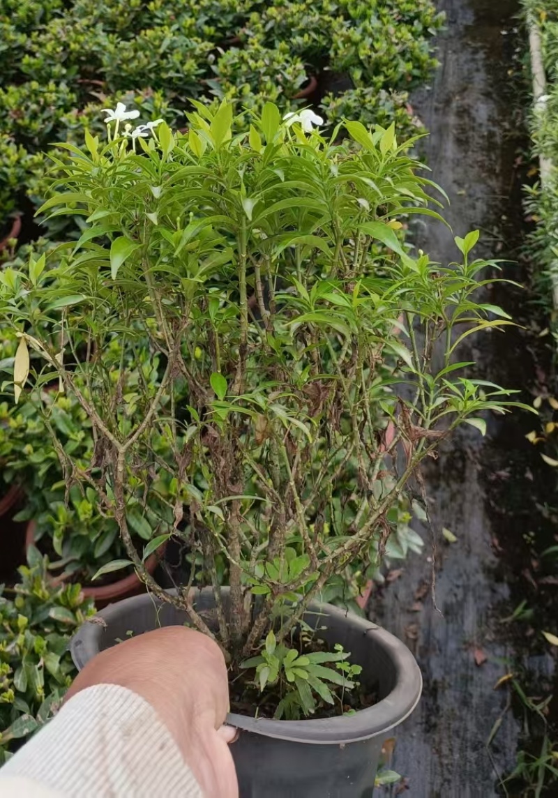 珍珠狗牙花高30左右花境苗木批发