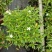 珍珠狗牙花高30左右花境苗木批发