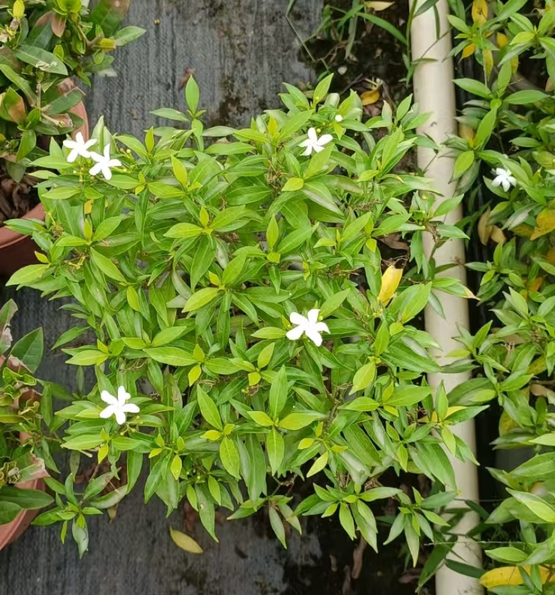 珍珠狗牙花高30左右花境苗木批发