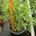 珍珠狗牙花高30左右花境苗木批发
