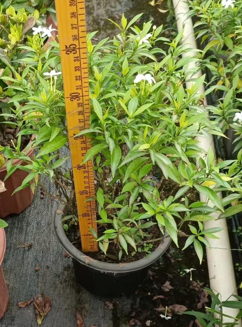 珍珠狗牙花高30左右花境苗木批发