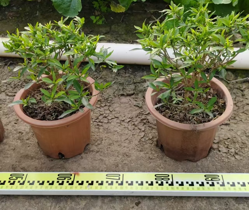 珍珠狗牙花高30左右花境苗木批发