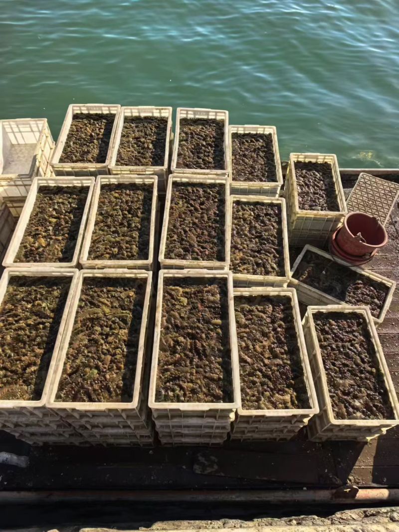 即食海参团购商贸批发市场均可可溯源根据要求定制