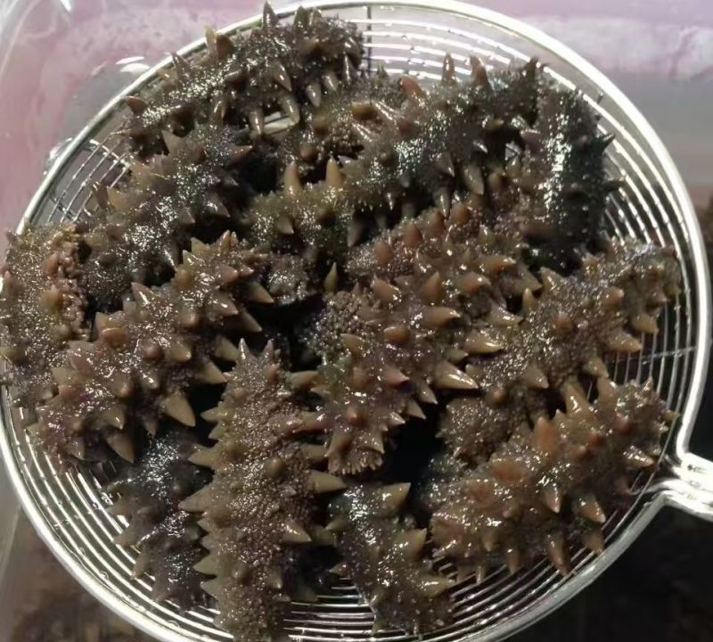 即食海参团购商贸批发市场均可可溯源根据要求定制