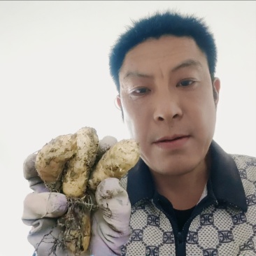 我是五峰鞍山村高海拔种植户，现供应乌红杂交零代天麻种子
