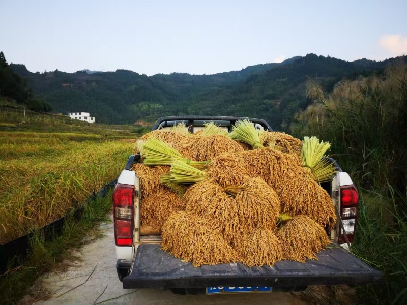 龙胜县地灵红糯