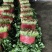 【荐】精品泰安大叶香菜，一手货源，产地直发，欢迎来电咨询