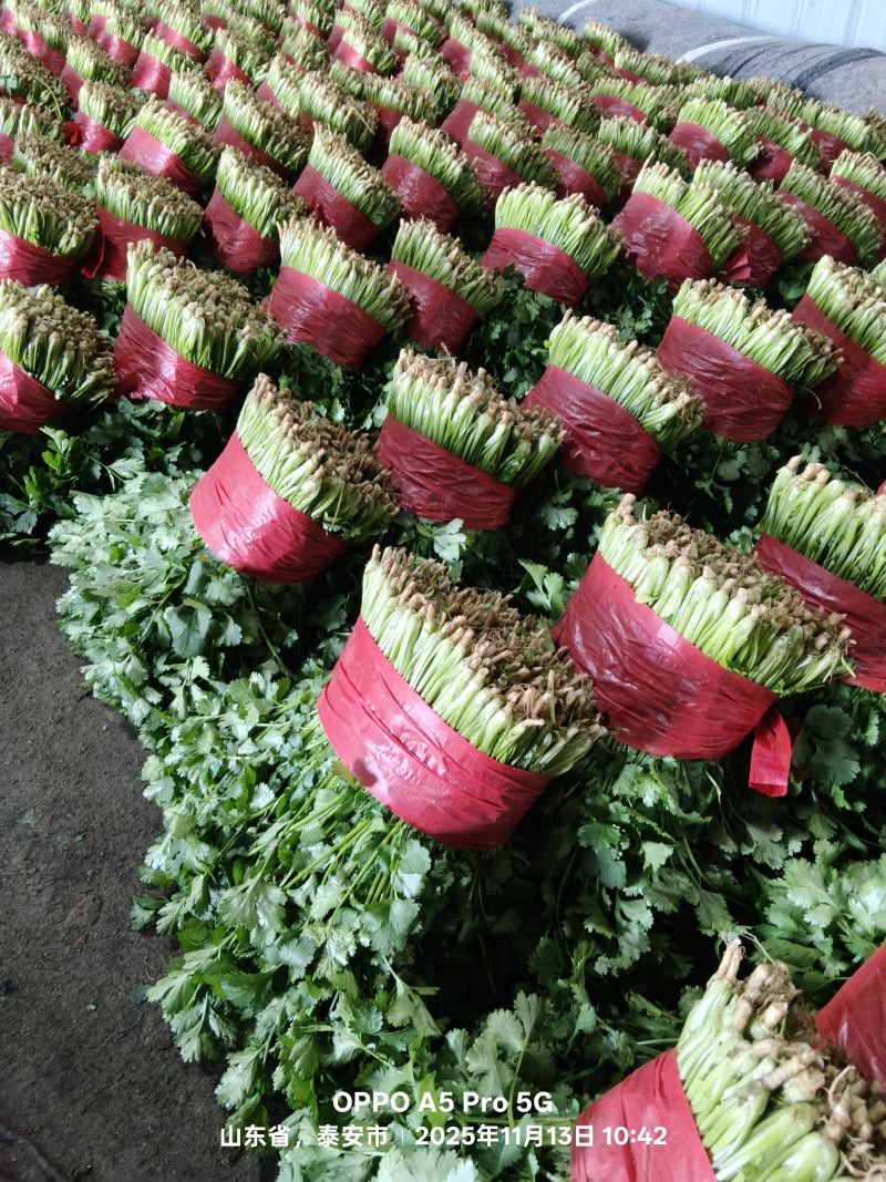 【荐】精品泰安大叶香菜，一手货源，产地直发，欢迎来电咨询