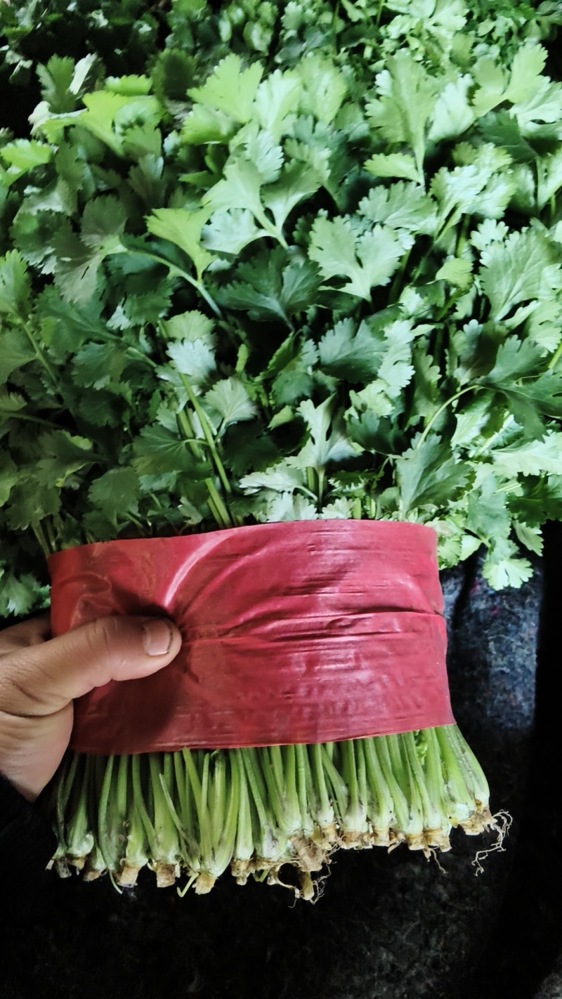 【荐】精品泰安大叶香菜，一手货源，产地直发，欢迎来电咨询