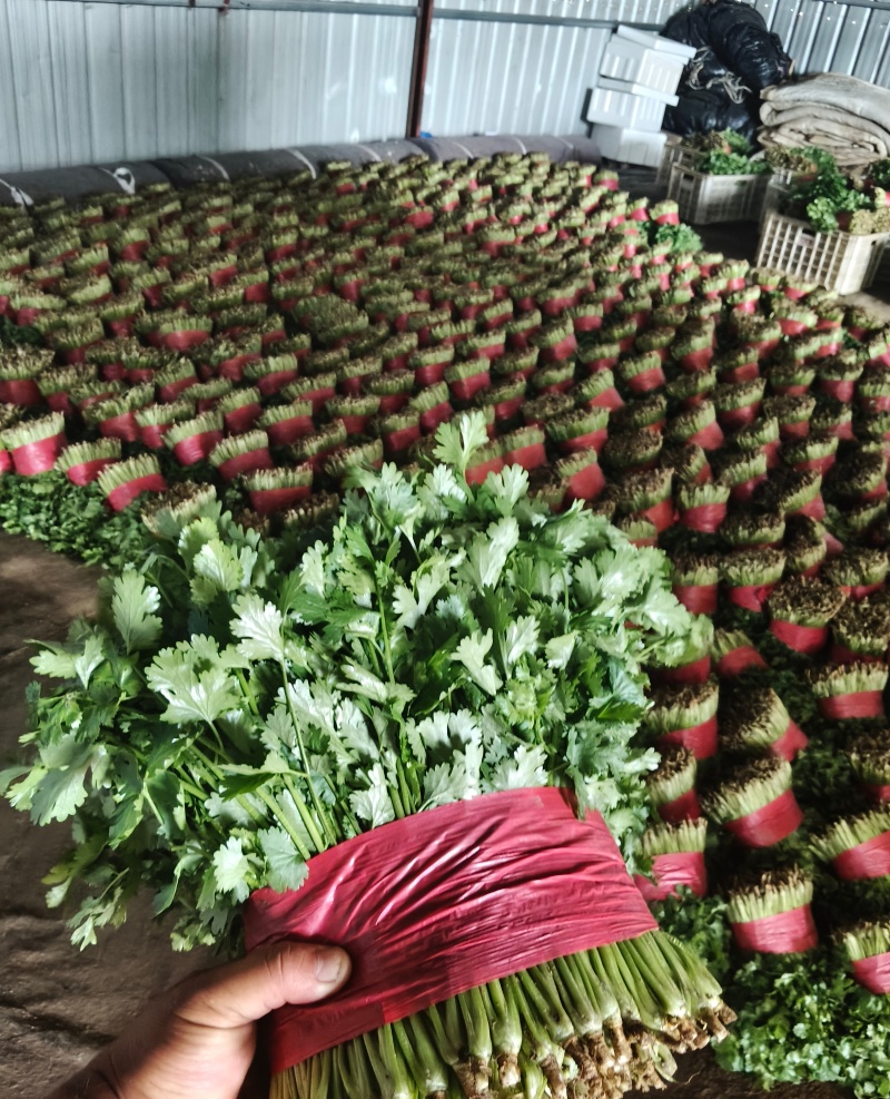 【荐】精品泰安大叶香菜，一手货源，产地直发，欢迎来电咨询