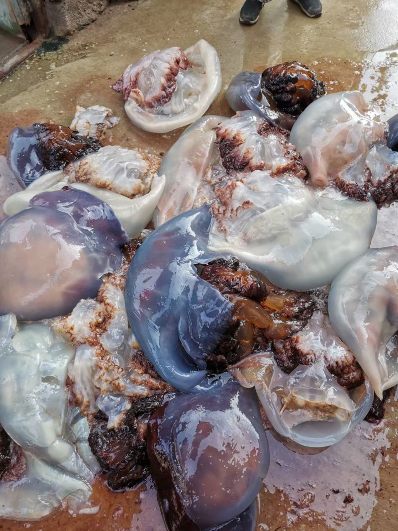 海蜇，头，皮子齐全，一手货源，货源充足，春节临近，欢