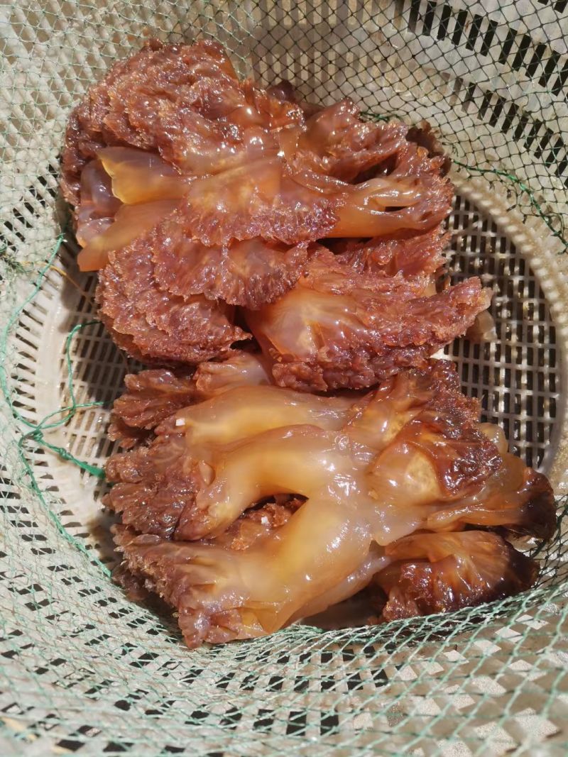 海蜇，头，皮子齐全，一手货源，货源充足，春节临近，欢