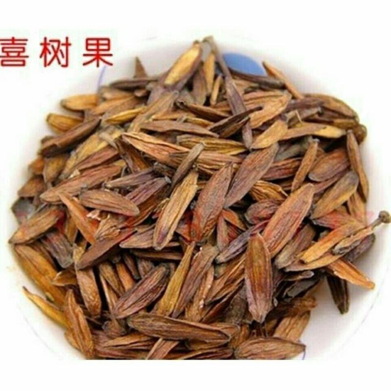 中药材喜树果喜树子各种规格保质保量批发零售