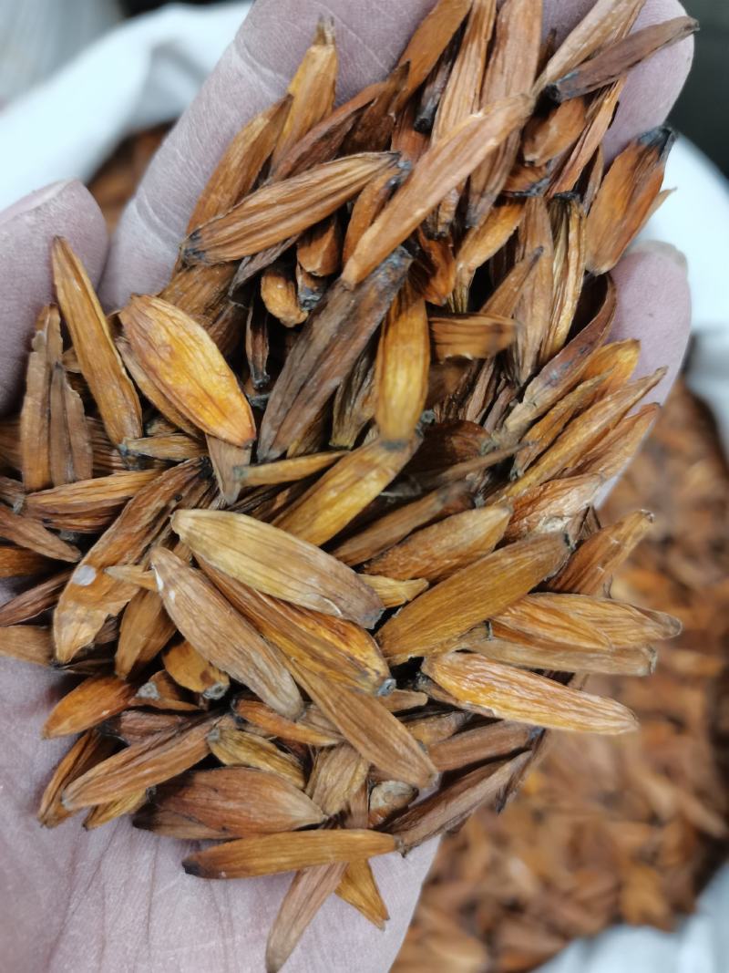 中药材喜树果喜树子各种规格保质保量批发零售