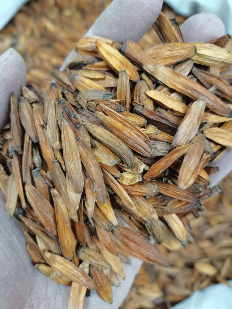 中药材喜树果喜树子各种规格保质保量批发零售