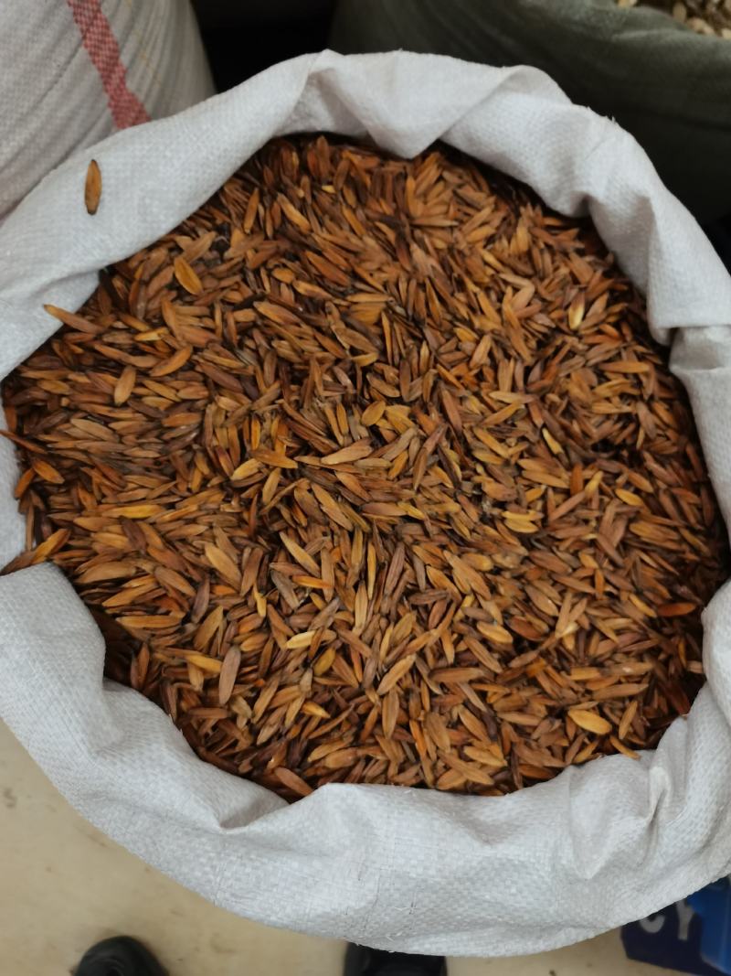 中药材喜树果喜树子各种规格保质保量批发零售