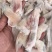 脆肉皖鱼尾，鱼翅