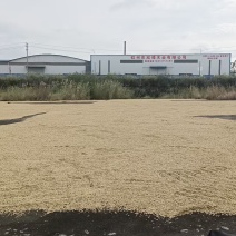 优质谷米，粳香优甜丝
