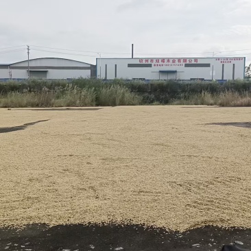 优质谷米，粳香优甜丝