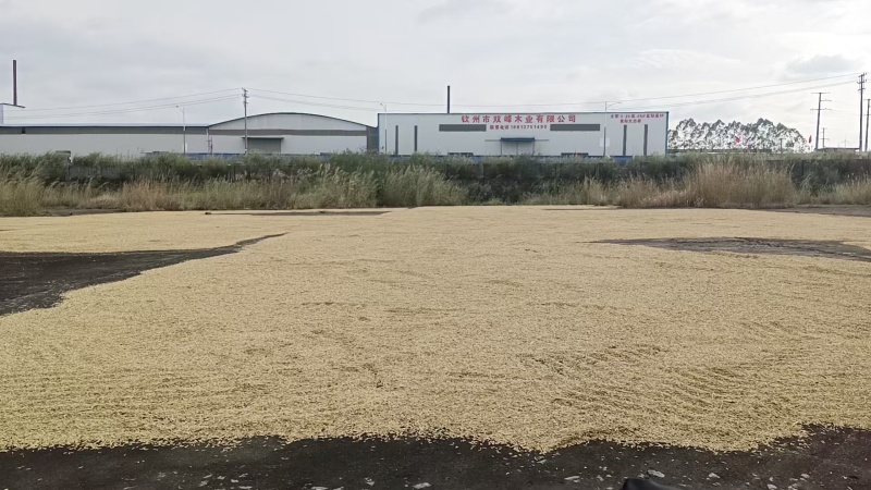 优质谷米，粳香优甜丝