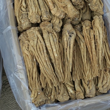 精品水洗有硫黄当归现货批发一手货源诚信经营