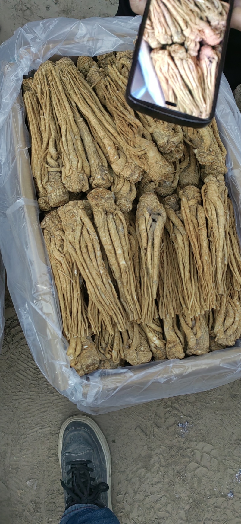 精品水洗有硫黄当归现货批发一手货源诚信经营