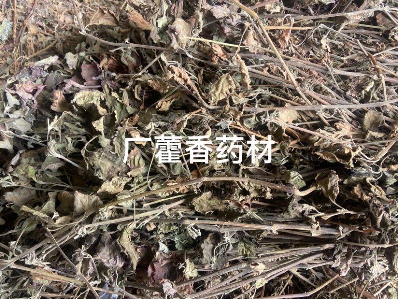 广藿香