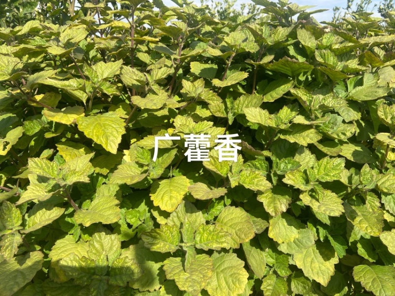 广藿香