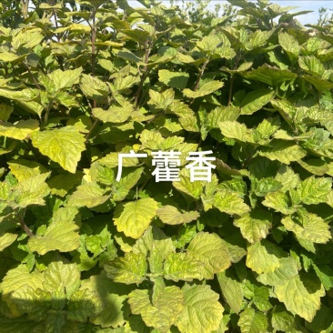 广藿香