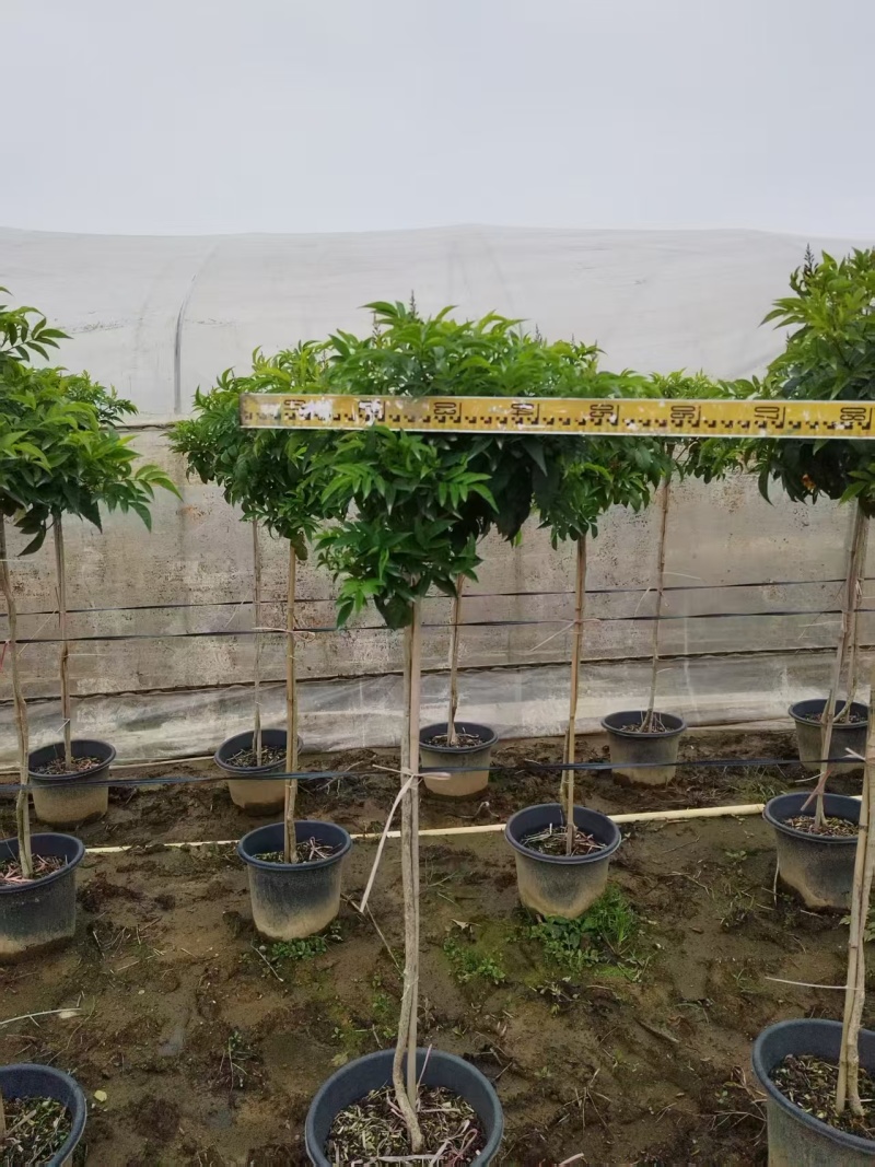 橙钟花棒棒糖高120-130公分花境苗木基地