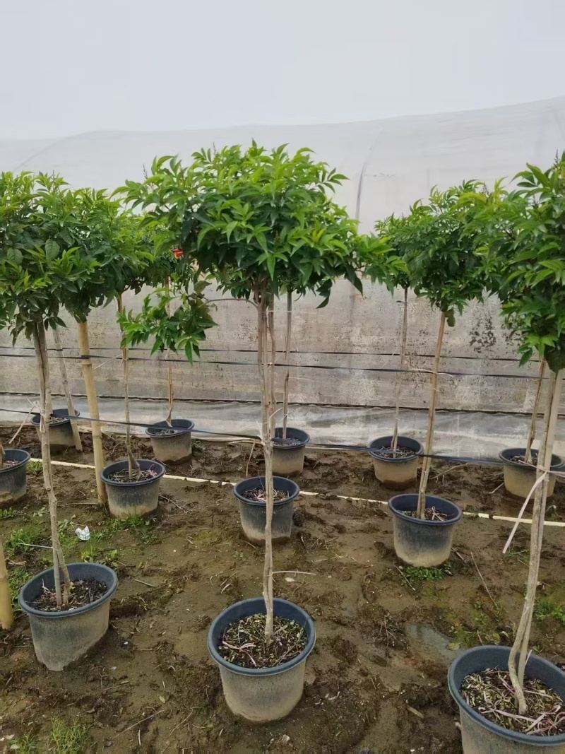 橙钟花棒棒糖高120-130公分花境苗木基地