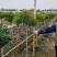 橙钟花棒棒糖高120-130公分花境苗木基地