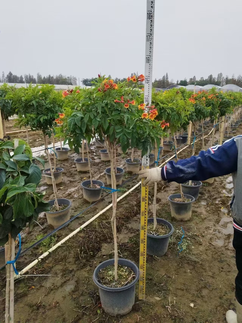 橙钟花棒棒糖高120-130公分花境苗木基地
