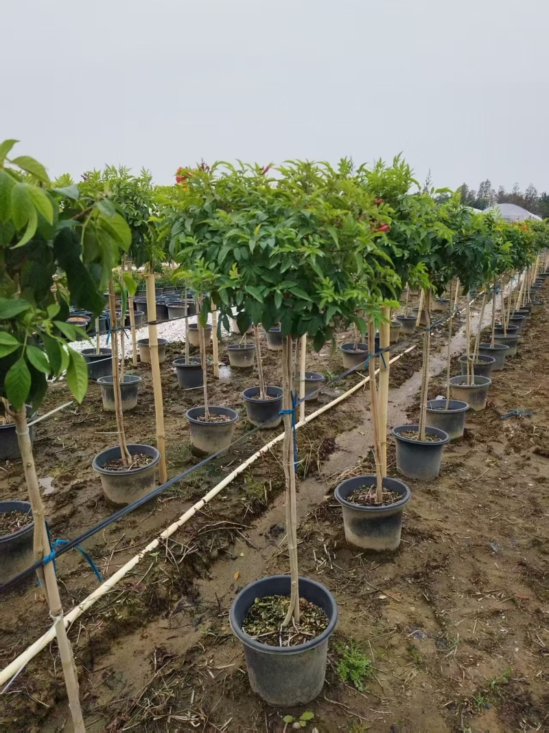 橙钟花棒棒糖高120-130公分花境苗木基地