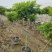 橙钟花棒棒糖高120-130公分花境苗木基地
