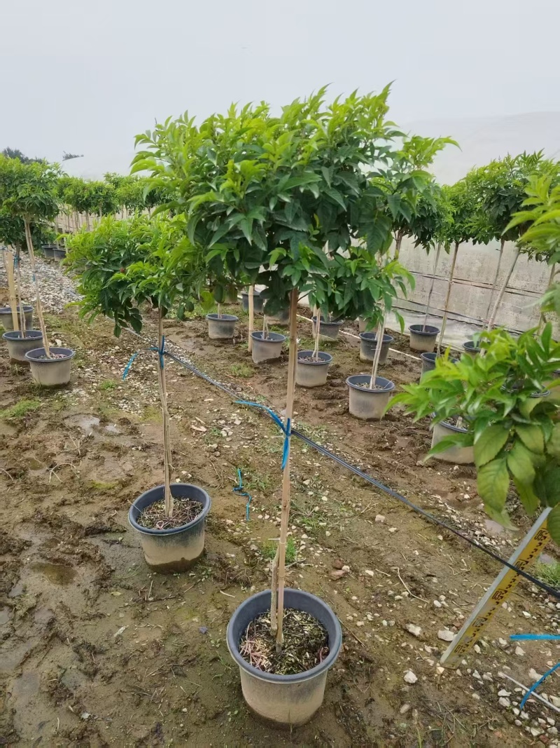 橙钟花棒棒糖高120-130公分花境苗木基地
